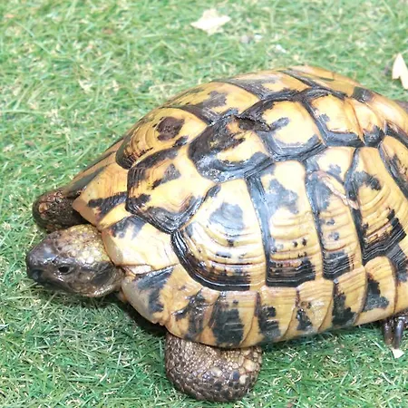 Center טיראנה
