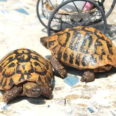 Πανσιόν Center 3*